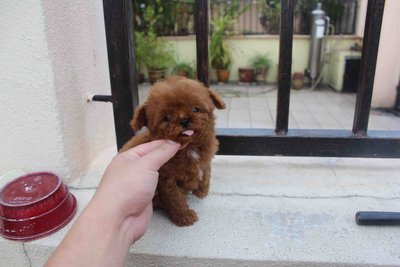 T-cup Super Red Poodle With Mka - Poodle Dog