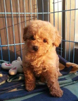 Quality Toy Poodle - Poodle Dog