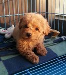 Quality Toy Poodle - Poodle Dog