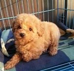 Quality Toy Poodle - Poodle Dog