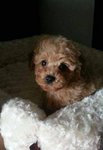 Quality Toy Poodle - Poodle Dog