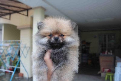 T-cup Orange Sable Pomeranian  Mka  - Pomeranian Dog