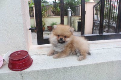 T-cup Orange Pomeranian Pup Mka - Pomeranian Dog