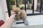 T-cup Orange Pomeranian Pup Mka - Pomeranian Dog