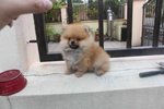 T-cup Orange Pomeranian Pup Mka - Pomeranian Dog