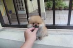 T-cup Orange Pomeranian Pup Mka - Pomeranian Dog