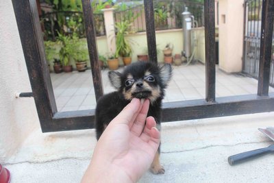 Black Tan T-cup Chihuahua Pup Mka - Chihuahua Dog