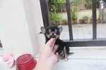 Black Tan T-cup Chihuahua Pup Mka - Chihuahua Dog