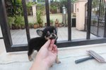 Black Tan T-cup Chihuahua Pup Mka - Chihuahua Dog