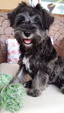 Miniature Schnauzer  - Schnauzer Dog