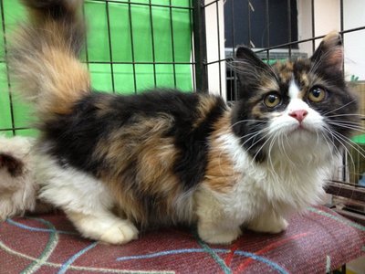 Calico Munchkin-persian - Munchkin Cat