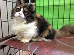 Calico Munchkin-persian - Munchkin Cat