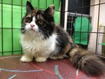 Calico Munchkin-persian - Munchkin Cat