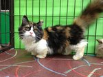 Calico Munchkin-persian - Munchkin Cat