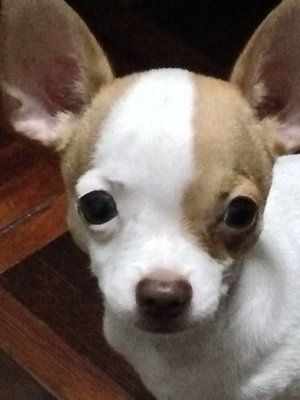 Bambi - Chihuahua Dog