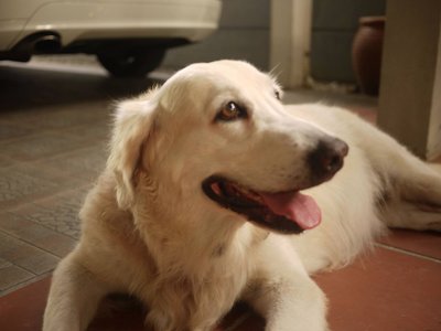 Creamy - Golden Retriever Dog