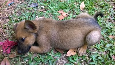 Climber - Mixed Breed Dog