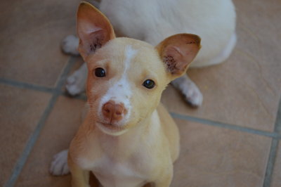 Bootsie - Mixed Breed Dog