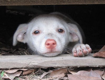 Sweet Pea - Mixed Breed Dog