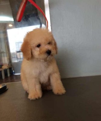 Toy Poodle - Light Brown With Teddy - Poodle Dog