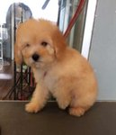 Toy Poodle - Light Brown With Teddy - Poodle Dog