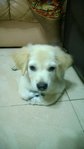 Button - Golden Retriever Dog