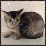 Skitty - Tabby Cat