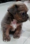 Giri - Shih Tzu + Silky Terrier Dog