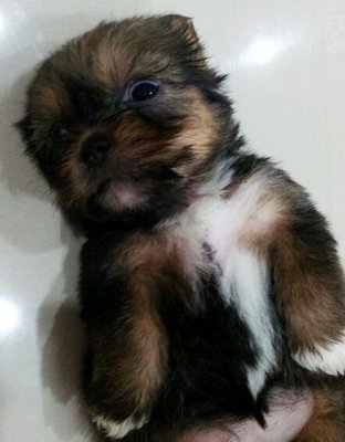 Sheena - Shih Tzu + Silky Terrier Dog