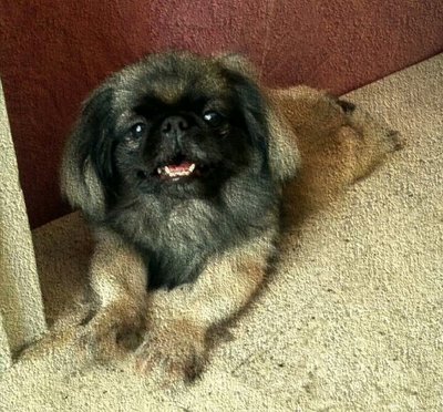 King Kong - Pekingese Dog