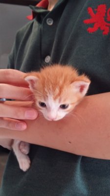 Chocolate - Domestic Medium Hair + Domestic Short Hair Cat