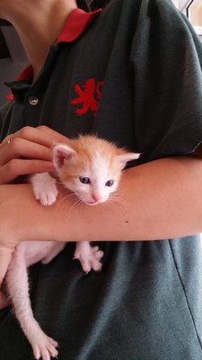 Coffee - Domestic Medium Hair + Domestic Short Hair Cat