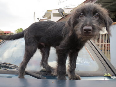 Chang Mao / Jaya - Mixed Breed Dog