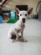 Pinky - Chihuahua Mix Dog