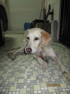 A Special Girl With Loving Names - Labrador Retriever Dog