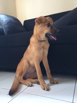 Peso - Mixed Breed Dog