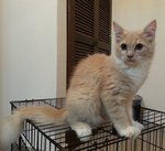 2 Mixed Breeds Tabby/himmy - Tabby + Himalayan Cat