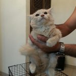 Mixed Breed Kittens Tabby/himmy - Tabby + Himalayan Cat