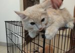 Mixed Breed Kittens Tabby/himmy - Tabby + Himalayan Cat