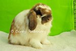 Holland Lop - Broken Tort 162 - Holland Lop Rabbit