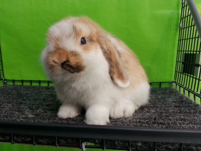 Holland Lop - Tri-colour 16 - Holland Lop Rabbit