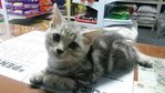 Marsha - American Shorthair Cat