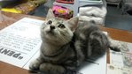 Marsha - American Shorthair Cat