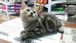 Marsha - American Shorthair Cat