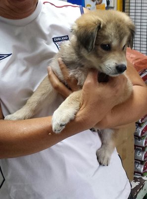 Brownie - Husky Mix Dog