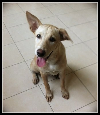 Raisin: Good Watchdog - Terrier Mix Dog