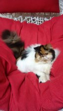 Sweetcouple Rossa Of Sweetieiris - Persian Cat