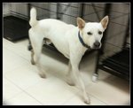 Morpheus - Spitz Mix Dog