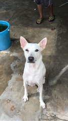 Morpheus - Spitz Mix Dog