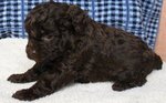 Amazing Black Toy Poodle - Poodle Dog